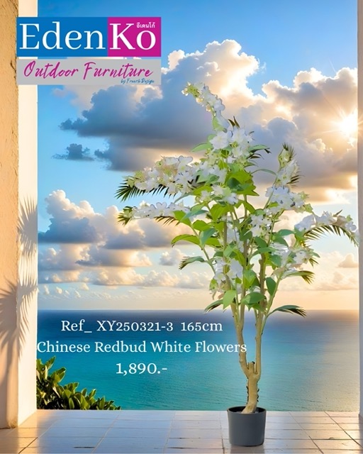 Copy of ****FB**** OUTDOOR 1080 x 1350 - Ref _ XY250321-3 165cm Chinese Redbud White Flowers